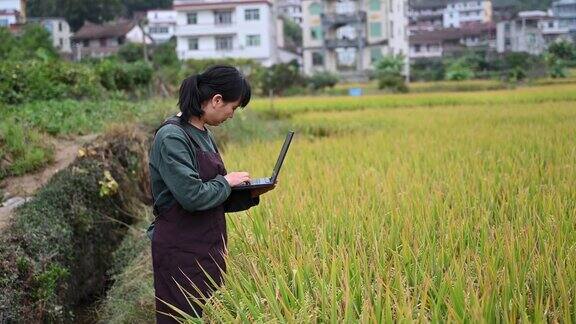 一位女农民使用笔记本电脑在她的农场工作