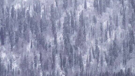 冬季特勒茨科湖岸边的针叶林被大雪覆盖