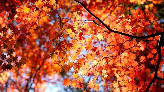 秋叶与蓝天