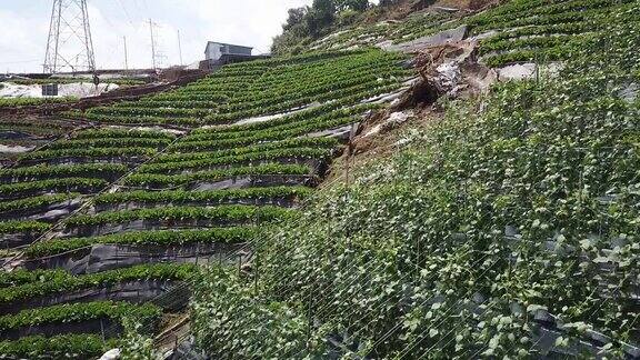 无人机直接俯瞰卡梅隆高地梯田种植园农场