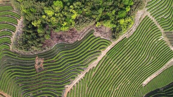 俯瞰茶园