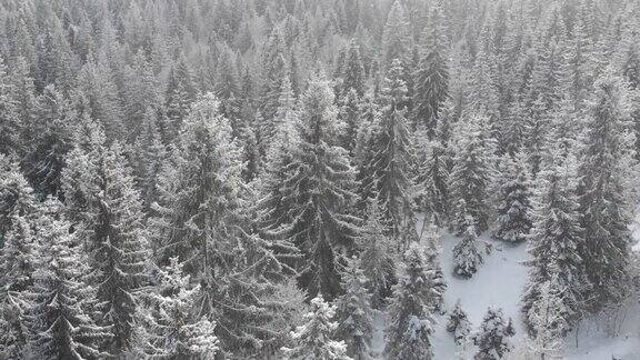 冬季森林的空中景观云杉树被雪覆盖