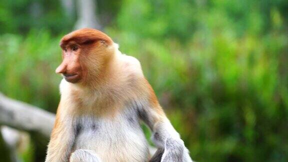 野生长鼻猴或鼻幼虫在婆罗洲雨林马来西亚