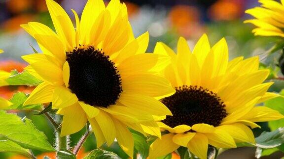 阳光下美丽的黄色向日葵