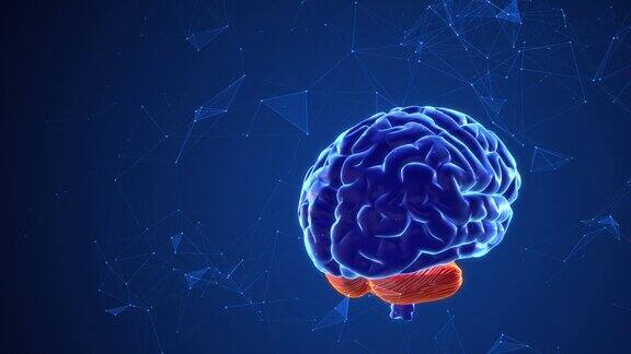 大脑中产生思想的神经丛