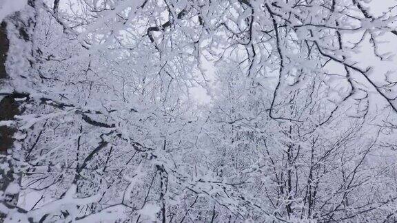 冬天的森林里有白色的冰冻的树木镜头穿过白雪覆盖的树枝在风中摇摆芬兰的冬天