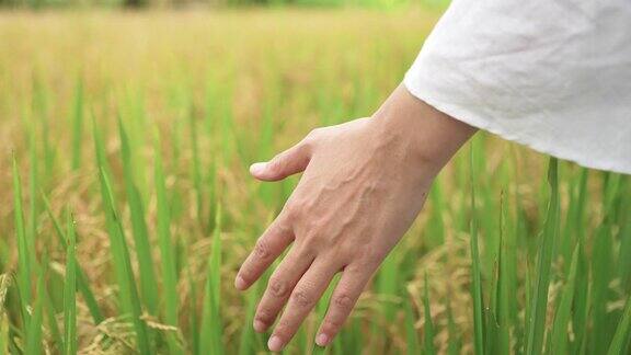女人的手摸着稻田的叶子