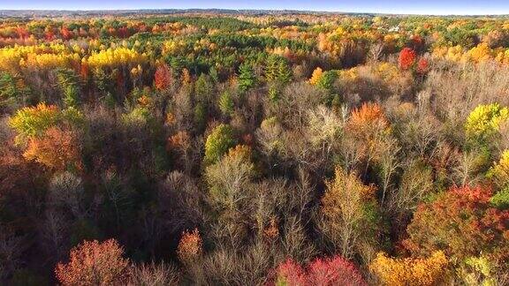 俯视秋天的树梢风景如画的秋天的颜色