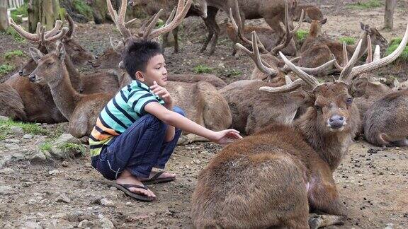 小男孩在鹿场喂鹿