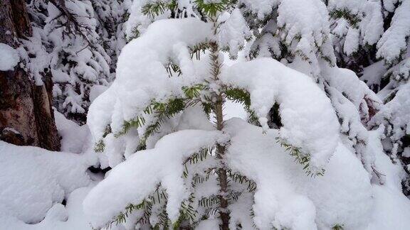 4K潘右视频一棵松树被雪覆盖