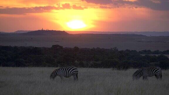 在肯尼亚马赛马拉的大草原上斑马在吃草