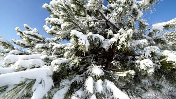 积雪覆盖的松树在冬季森林的万向稳定器运动