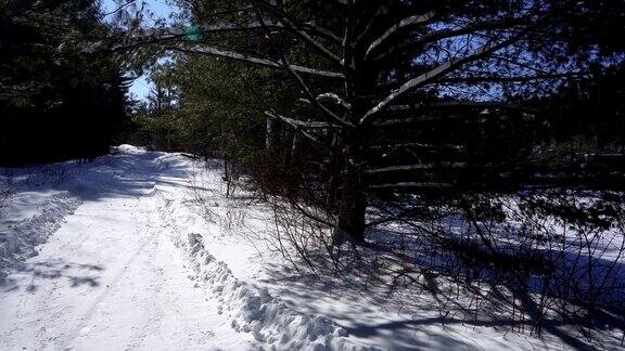 雪地靴徒步穿越美丽、雄伟的古老雪松林