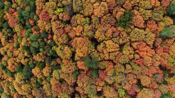 空中秋天的颜色在秋天的森林魁北克加拿大