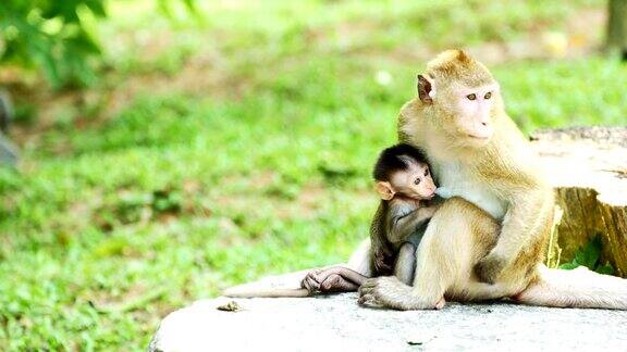 猴子母乳喂养