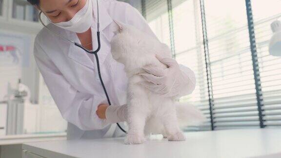 亚洲兽医在兽医诊所预约时为猫检查在宠物医院专业的女兽医站在检查台用听诊器工作检查小动物小猫