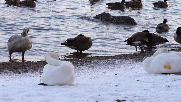冬天的号手天鹅和加拿大鹅