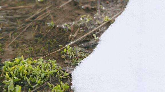 新鲜的泉水融化在小溪里河岸上长着新鲜的绿草雪躺在河岸上缓慢的运动