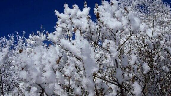 在一个公园里被霜覆盖的树
