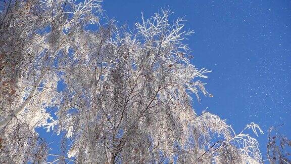 白雪覆盖的白桦树枝映衬着蓝天雪落