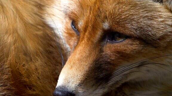 红狐狸靠近狐狸的脸慢镜头