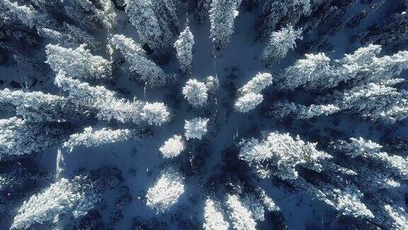 鸟瞰图雪松