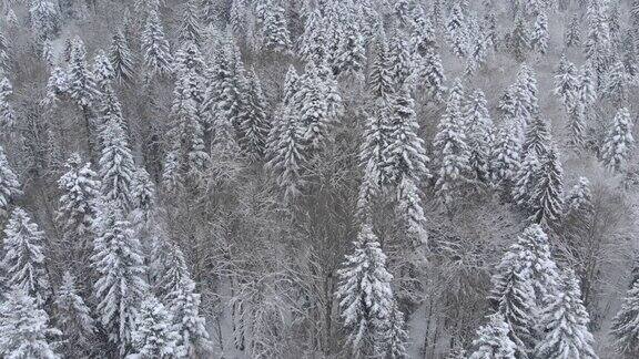 冬季降雪后的冬季森林的无人机镜头