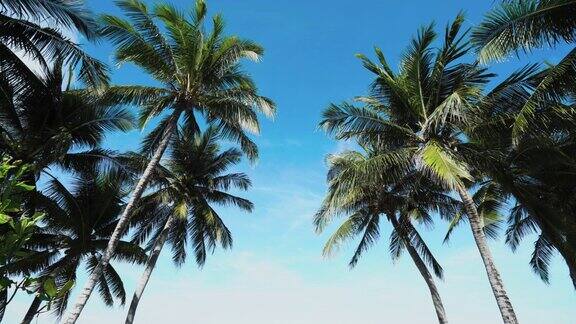 景观景观蓝色海洋金色沙滩海岸自然热带棕榈岛