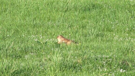 真正的野生土拨鼠在草地覆盖着绿色新鲜的草