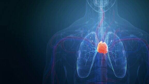 人类胸腺解剖