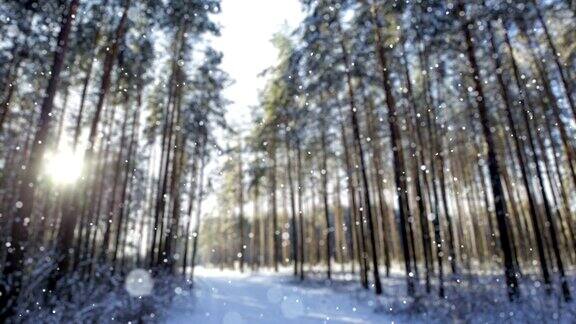 冬天早晨的森林里下雪了有选择性的重点