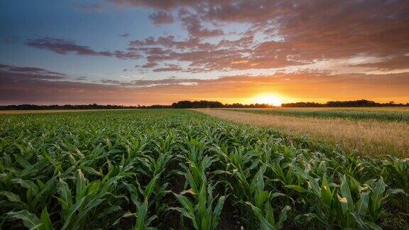 8K在日出时拍摄的玉米地