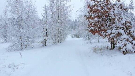 镜头在白雪覆盖的树林中移动