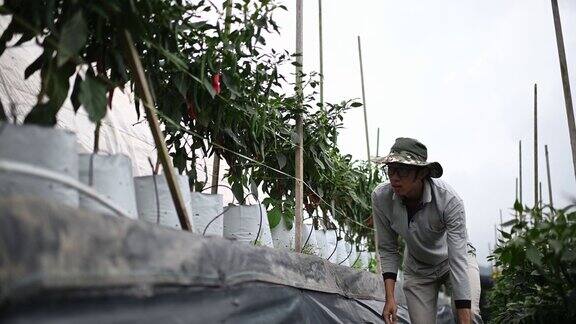 亚洲华人农民正在检查他的有机农场辣椒的生长情况