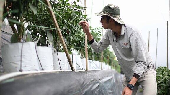 亚洲华人农民正在检查他的有机农场辣椒的生长情况