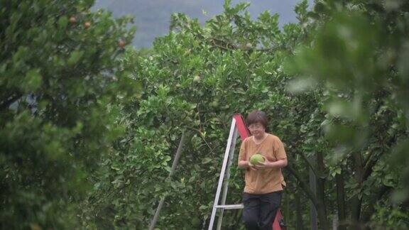 亚洲中国女农民从果树摘柚子在他的种植园收获爬梯子