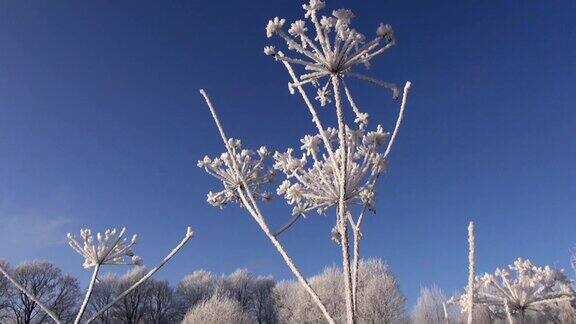 美丽的新年冬天的野生植物白霜