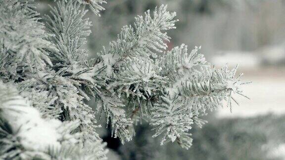 一棵雪中的冷杉树枝以一个民族为背景