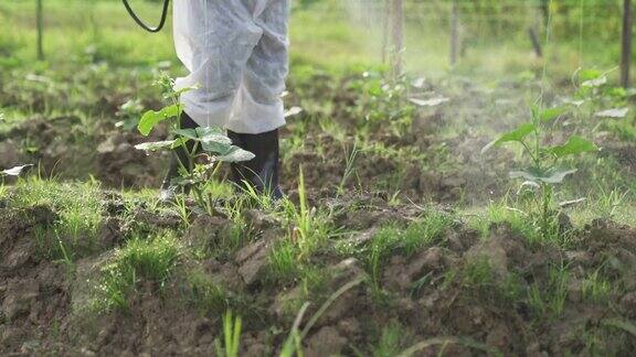 一位亚洲华人女农民穿着防护服在农场喷洒苦地植物进行消毒
