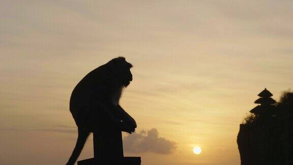 印尼寺庙顶上一只猴子的剪影