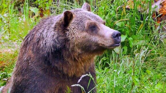 灰熊野生动物近距离熊坐在野外放松