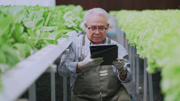 亚洲老年男性企业家观察在水培农场种植有机芝麻菜水菜共生农场的平板可持续商业人工照明有机蔬菜种植