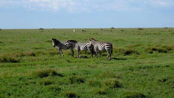 斑马在绿色的非洲平原上行走