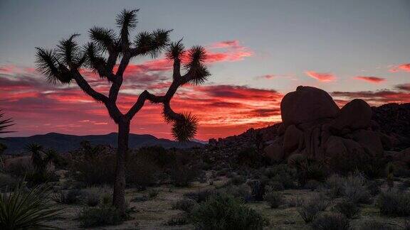 时光流逝:日出沙漠-约书亚树国家公园加利福尼亚
