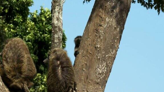 在马赛马拉一只小狒狒跳到一根树干上
