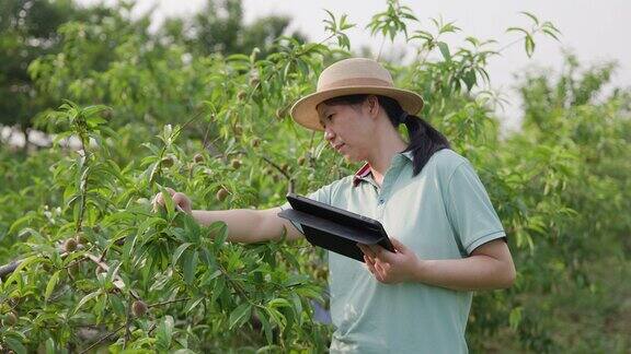 一位女农民在果园里拿着电子平板电脑智能农业