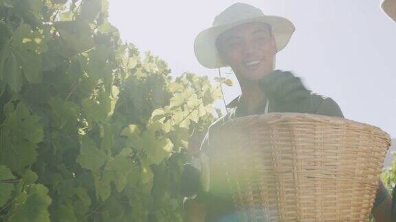 两个年轻人在葡萄园里摘水果的4k视频
