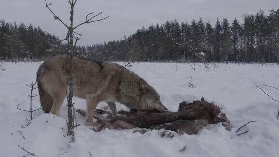 两只狼(鸟瞰图)和死马鹿在白俄罗斯的雪地和冬季森林里奔跑