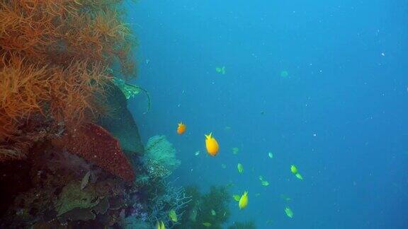 珊瑚礁和热带鱼印尼巴厘岛