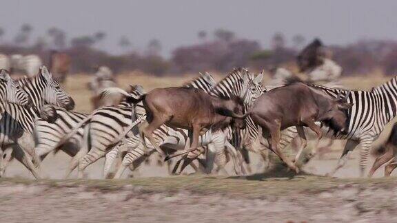 一群奔跑的斑马和角马博茨瓦纳